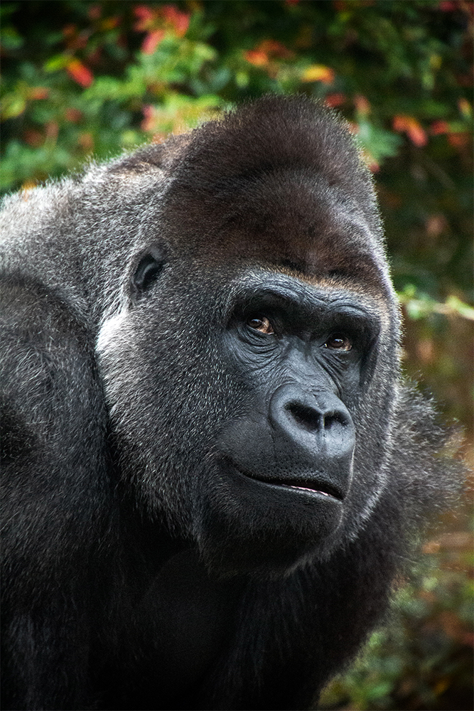 Bauwi, Golilla (Burgers Zoo 2016)