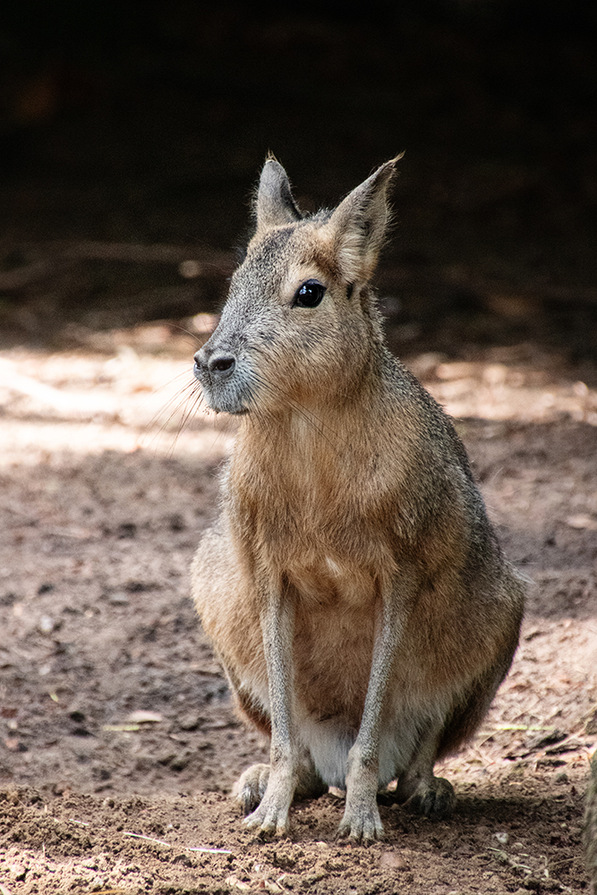 Mara - Patagonian mara (Dierenpark Amersfoort)