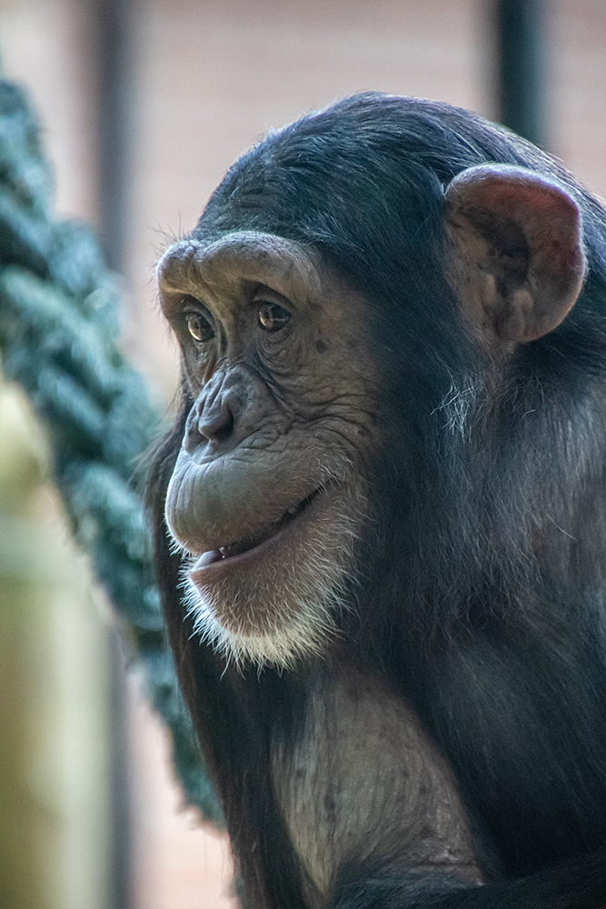 Chimpansee - Chimpanzee (Dierpark Amersfoort 2018)