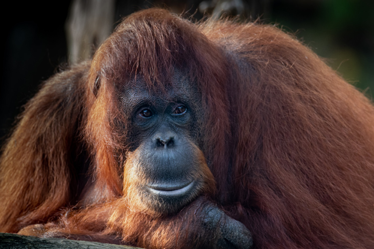 Oerang oetang - Orangutan (Apenheul)