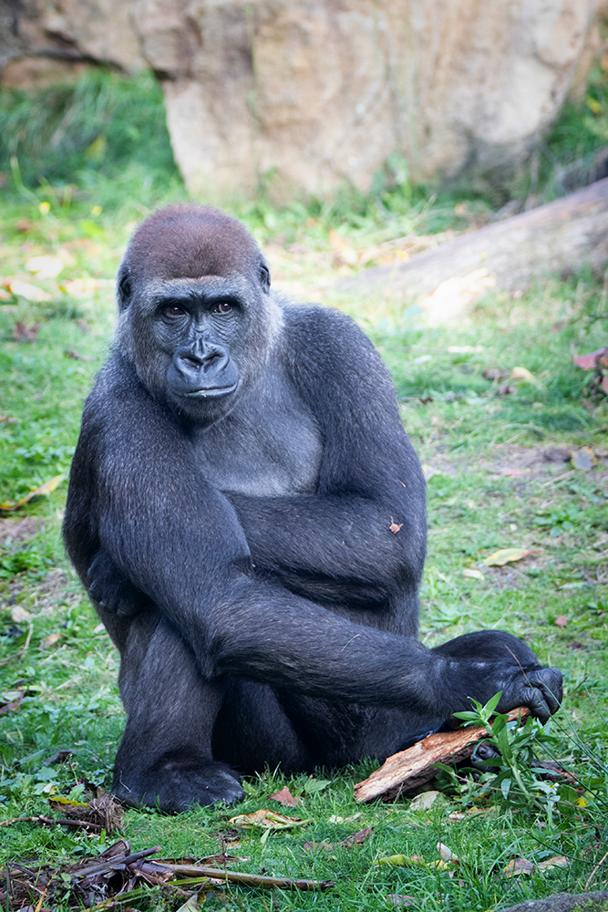 Gorilla (Apenheul)