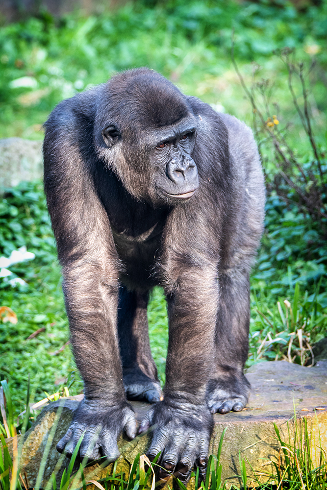 Gorilla (Apenheul)