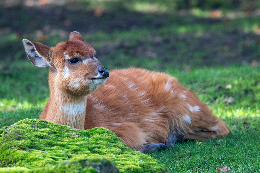 Sitatunga kalf - Sitatunga calf (Naturzoo Rheine)