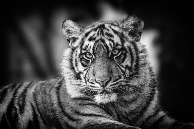 Sumatraanse tijger - Sumatran tiger (Naturzoo Rheine 2019)