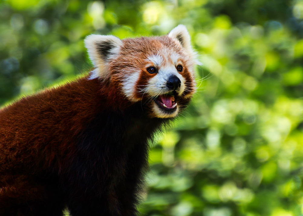 Kleine panda - Red panda (ZOOM erlebniswelt 2016)