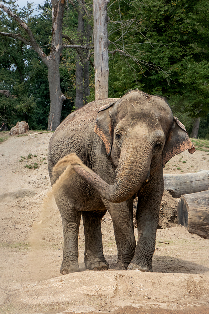 Aziatische olifant - Asian elephant (Zoo Planckendael)