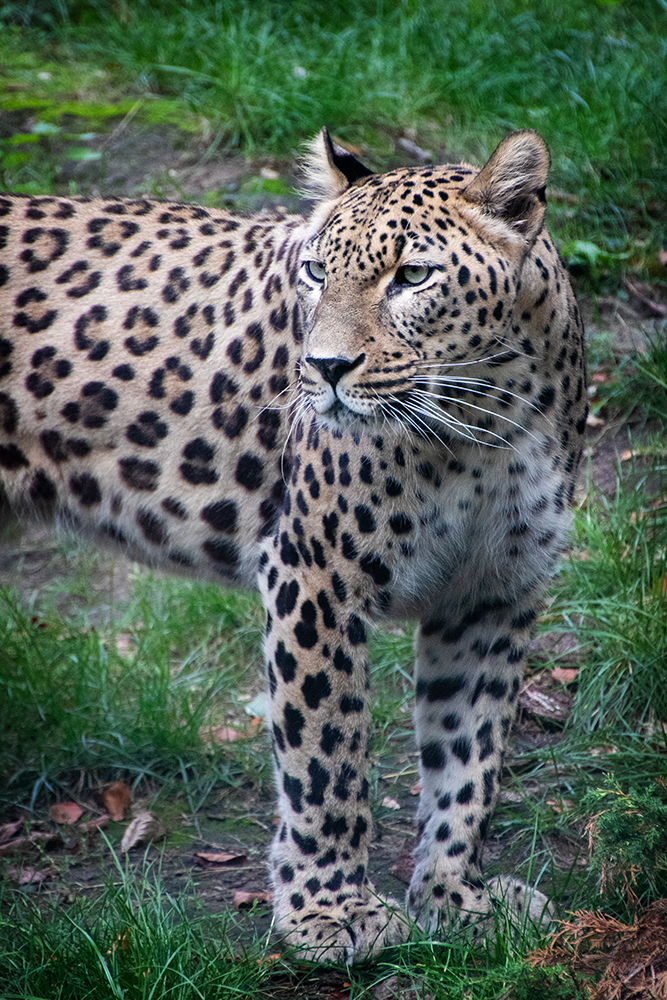 Perzische panter - Persian Leopard (Allwetter zoo 2018)