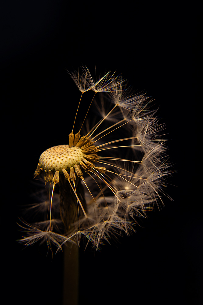 Paardenbloem - Dandelion (Binnen, Indoors 2015)