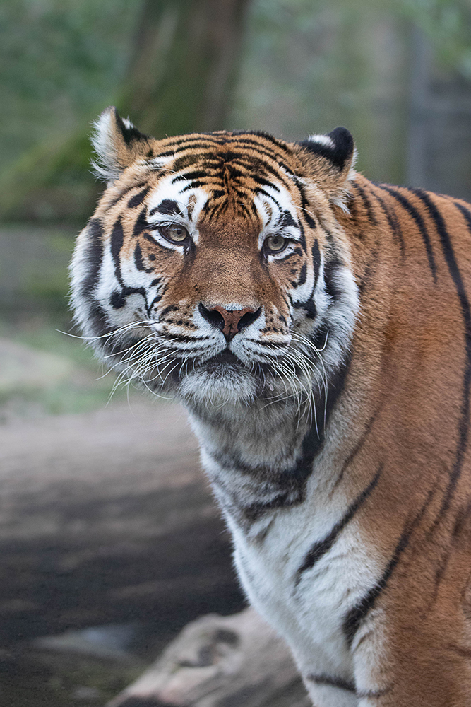 Siberische tijger - Siberian Tiger (Allwetter zoo 2020)