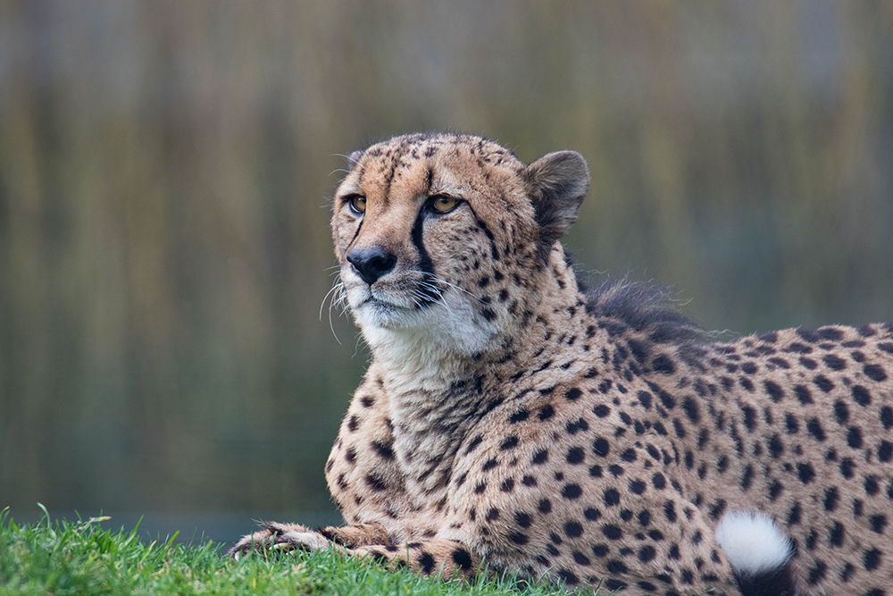 Jachtluipaard - Cheetah (Allwetterzoo 2020)