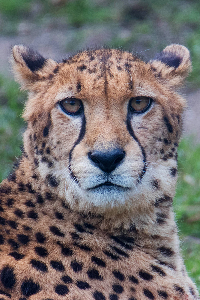 Jachtluipaard - Cheetah (Allwetterzoo 2020)