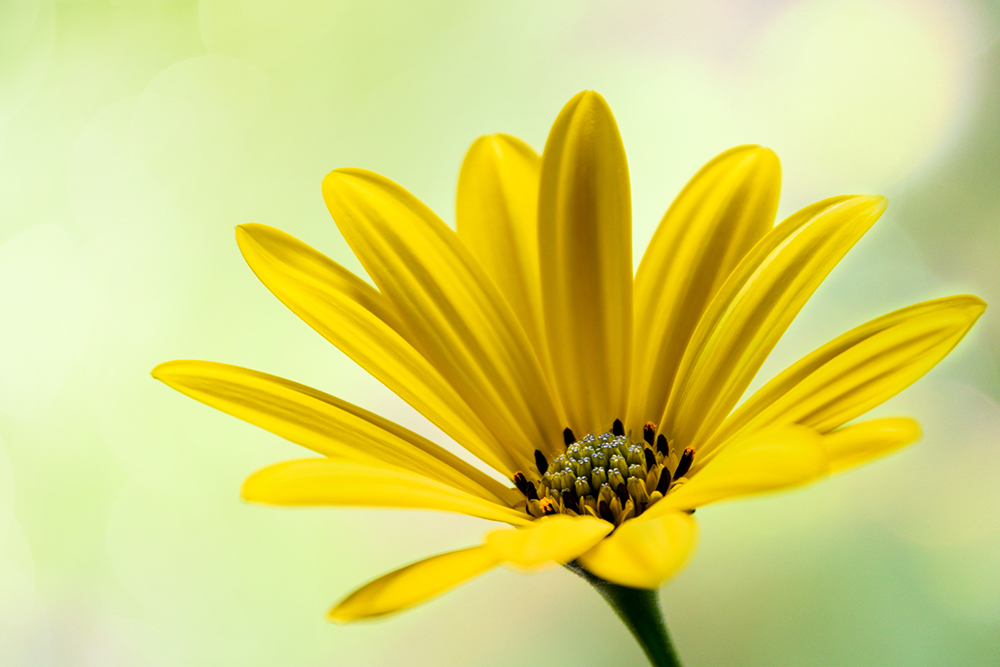 Spaanse margriet - Cape marguerite - African daisy