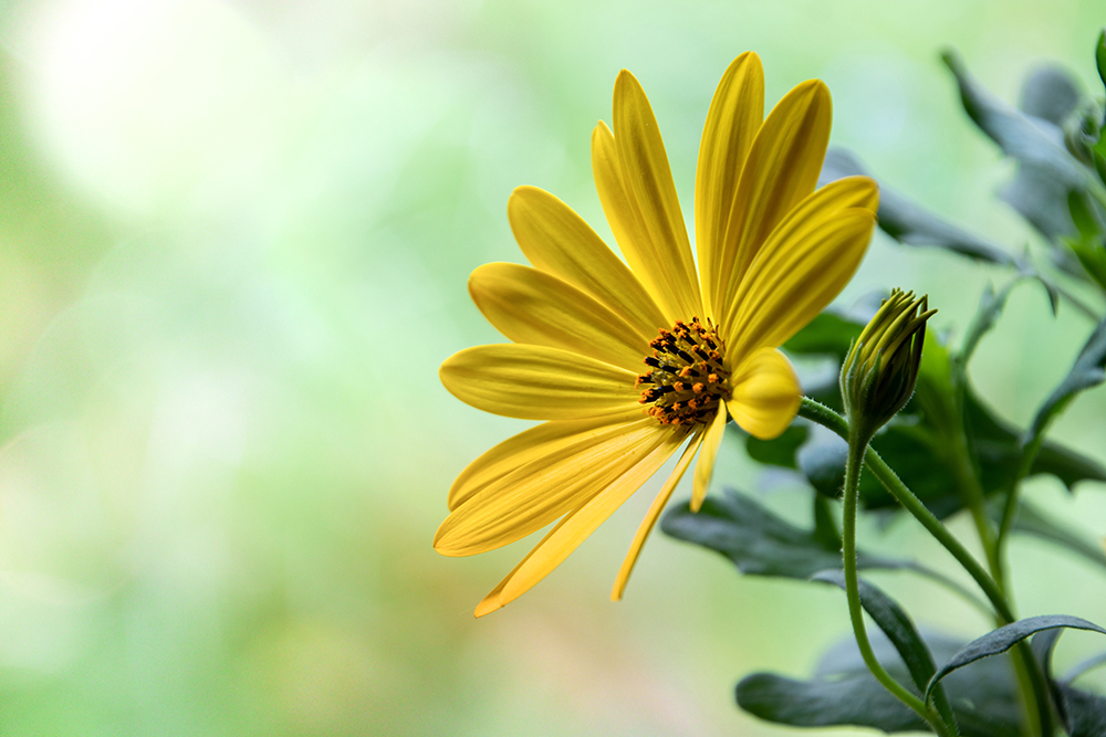 Spaanse margriet - Cape marguerite - African daisy