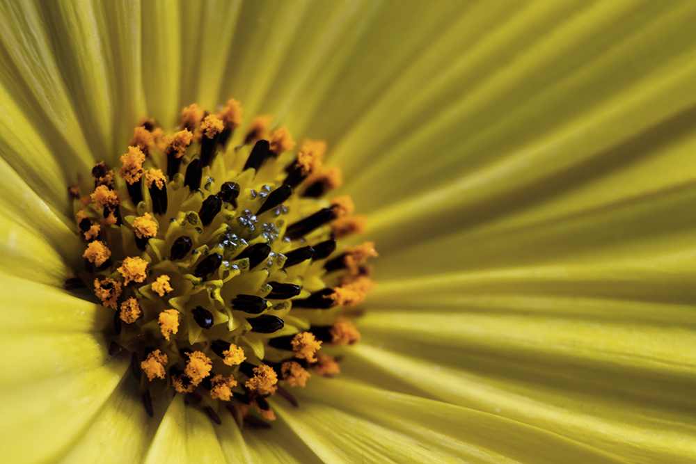 Spaanse margriet - Cape marguerite - African daisy