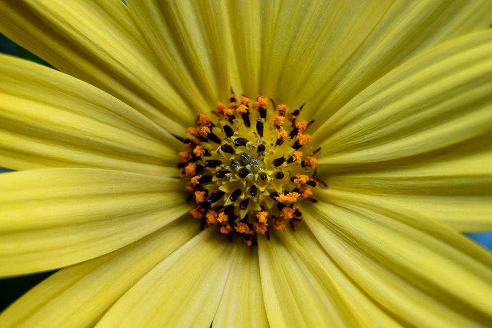 Spaanse margriet - Cape marguerite - African daisy