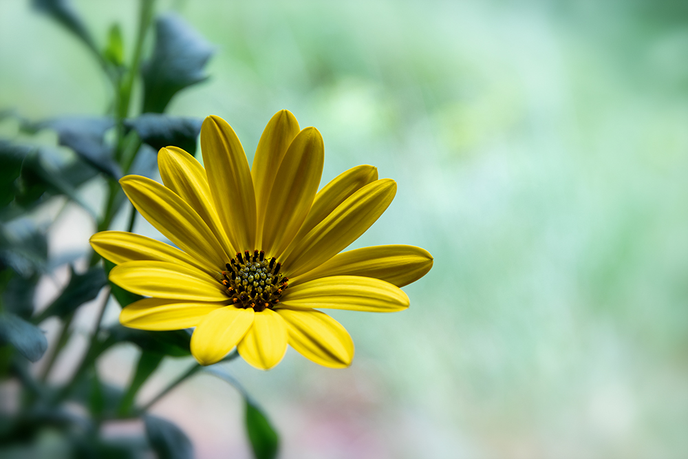 Spaanse margriet - Cape marguerite - African daisy