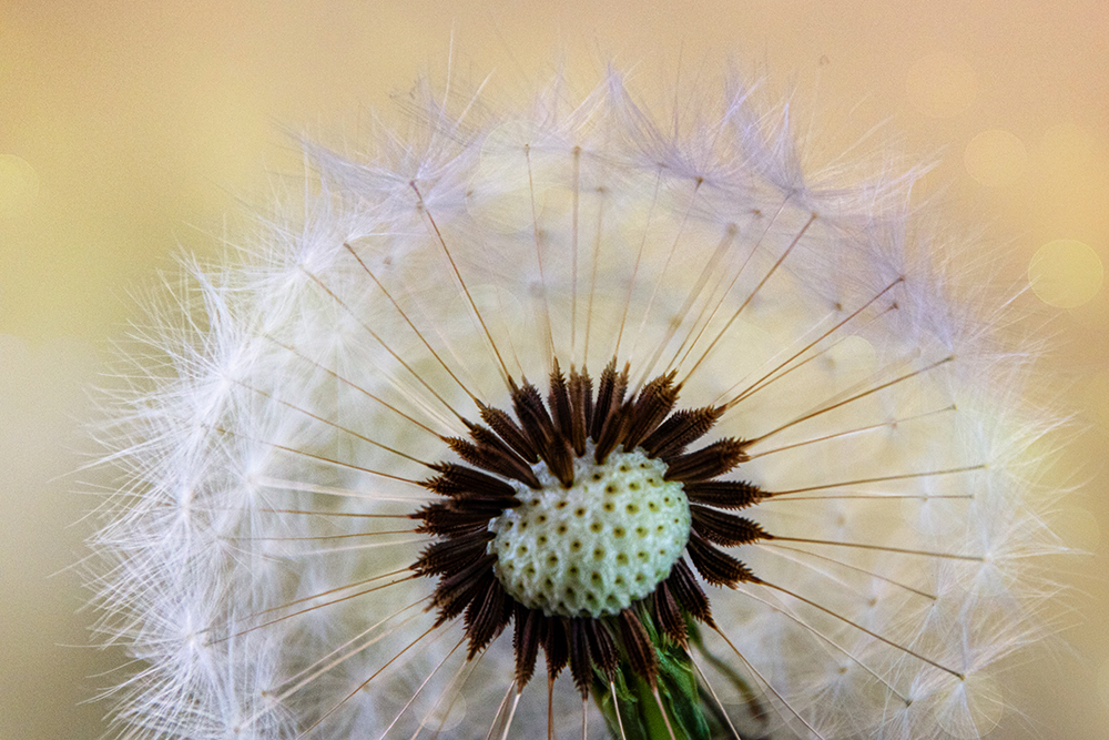 Paardenbloem - Dandelion (Binnen, Indoors 2020)