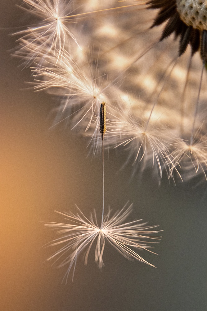 Paardenbloem - Dandelion (Binnen, Indoors 2020)