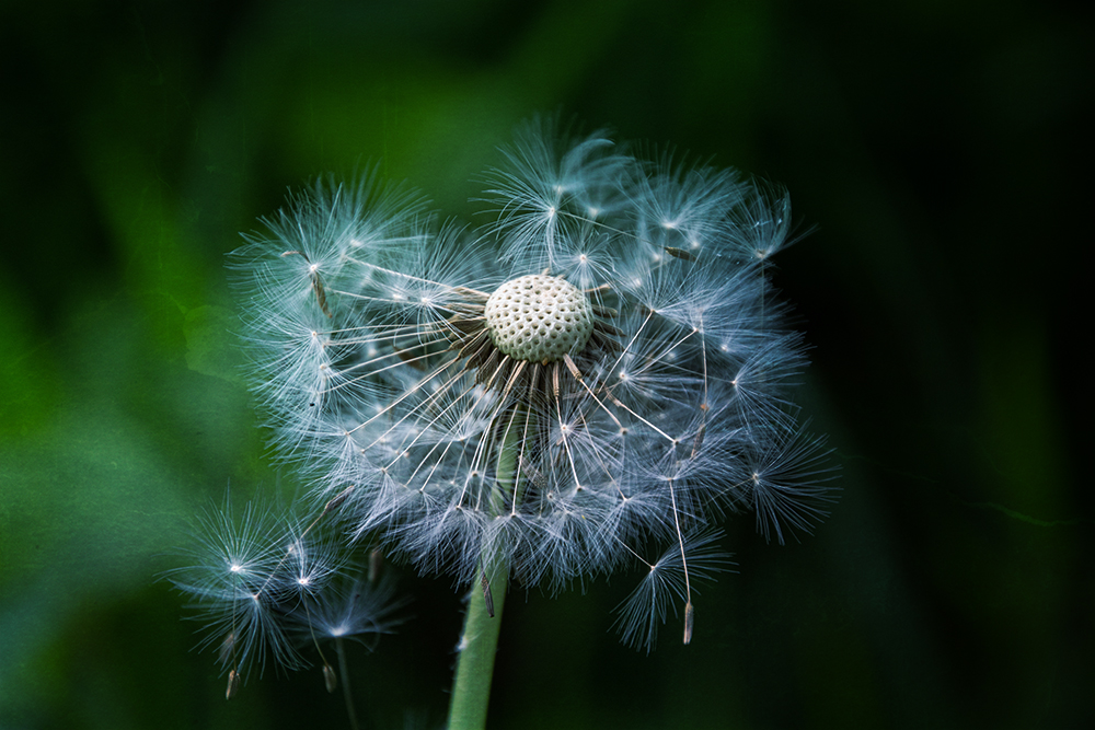 Paardenbloem - Dandelion (Natuur, Nature 2020)