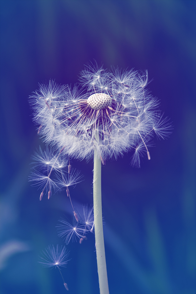 Paardenbloem - Dandelion (Natuur, Nature 2020)