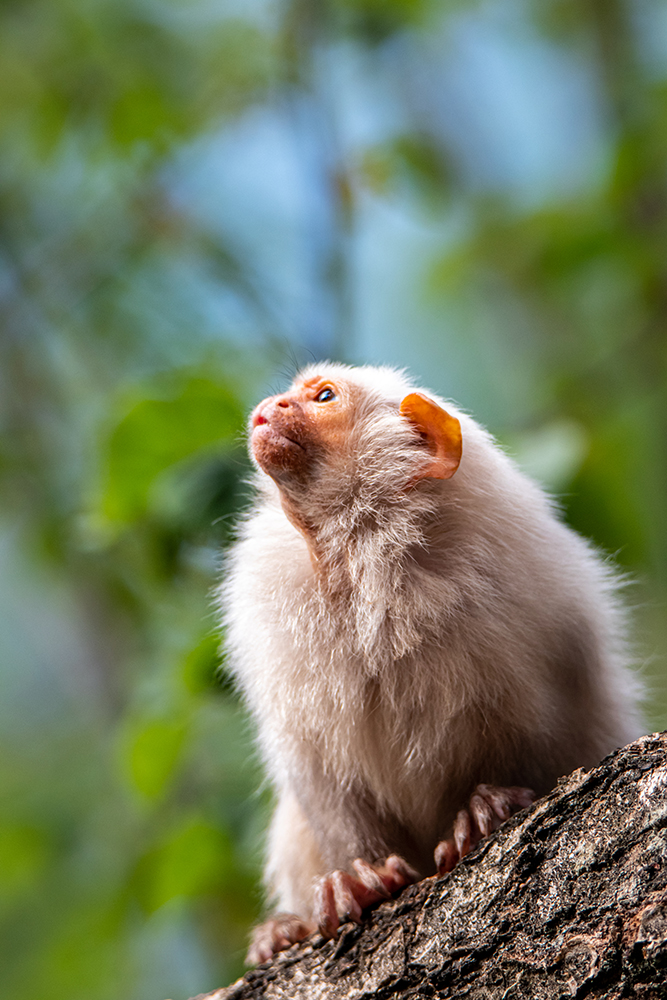 Zilver-oeistiti - Silvery marmoset