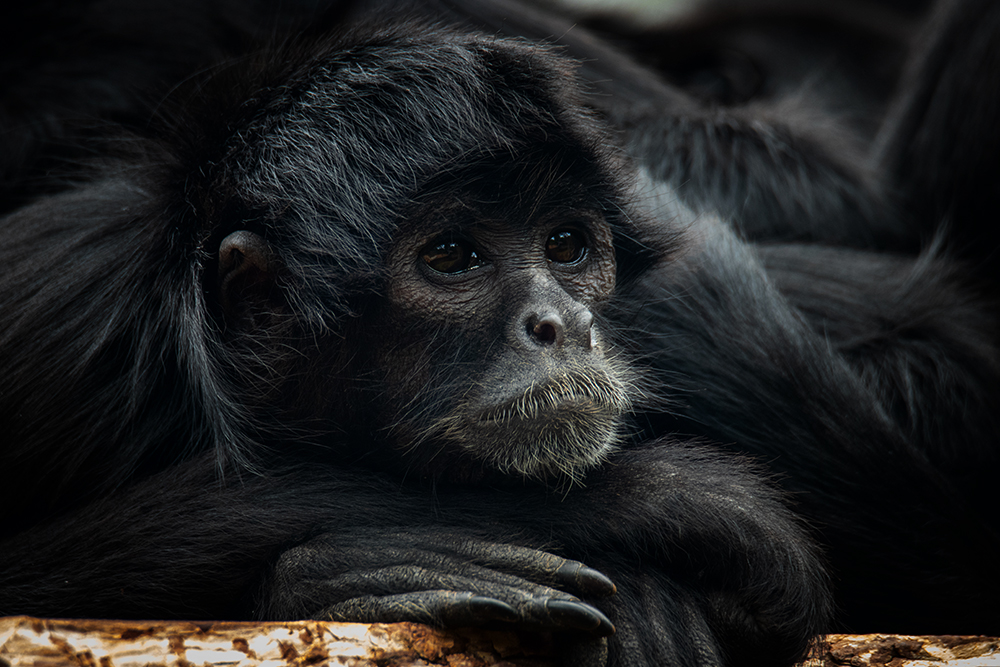 Slingeraap - Spider monkeys