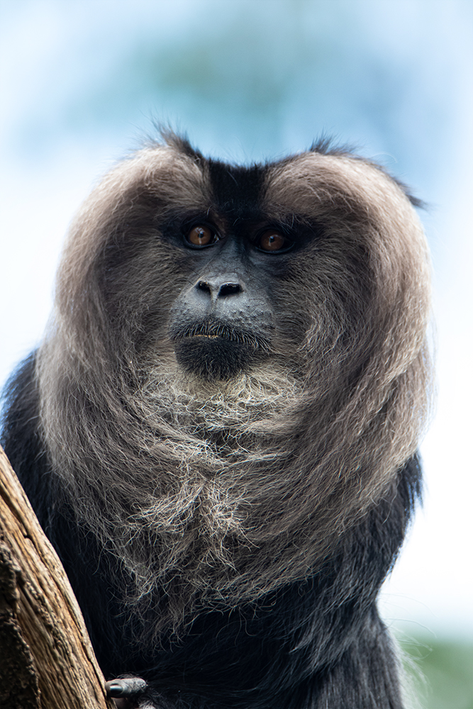 Leeuwenstaartmakaak - Lion-tailed macaque