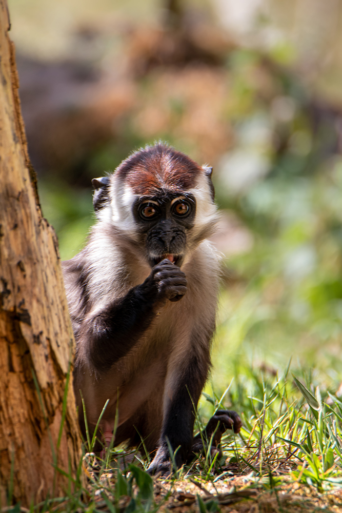 Roodkruinmangabey - Collared mangabey