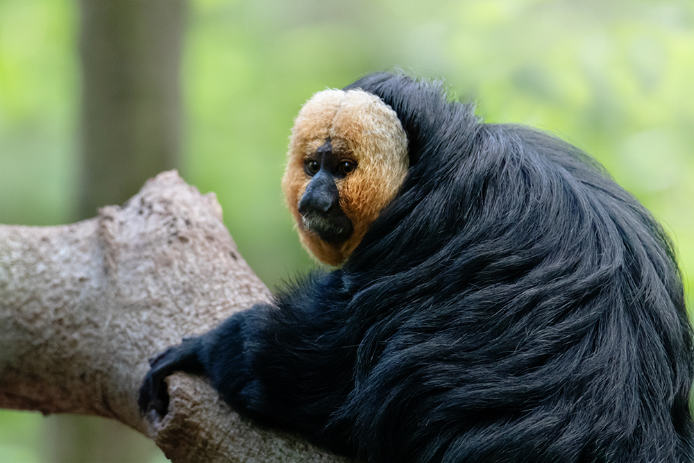 Witgezichtsaki - White-faced saki