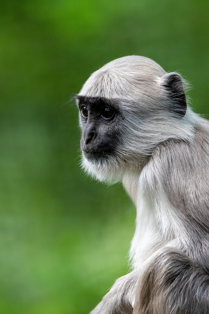 Hanuman langoer - Gray langur