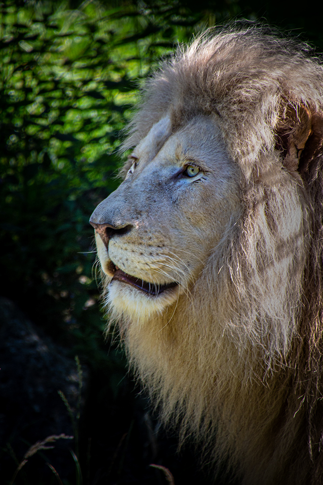 Witte leeuw - White lion (Ouwehands dierenpark 2016)