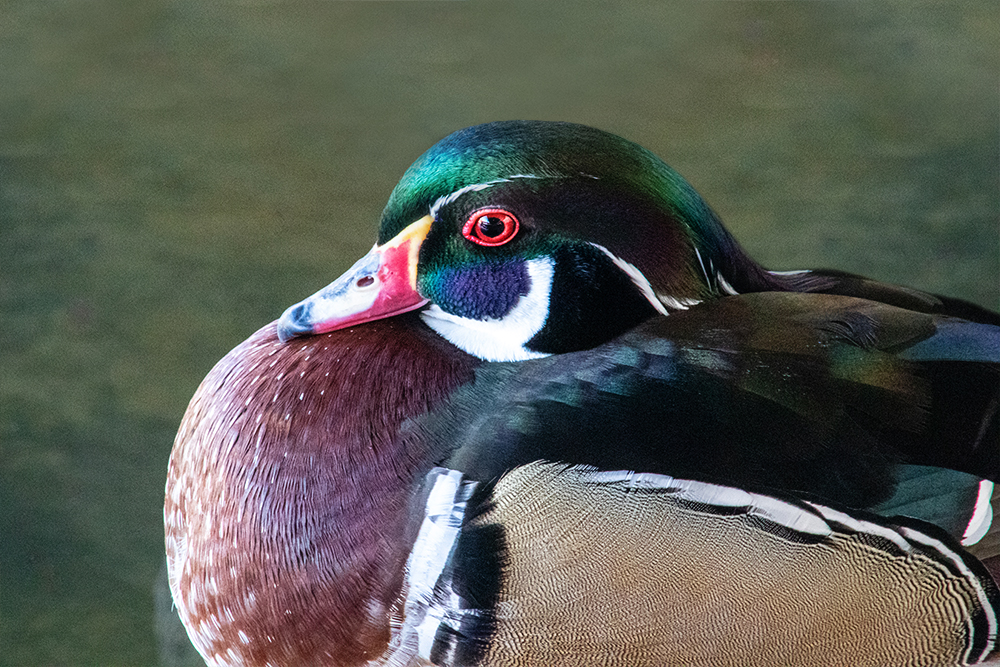 Carolina-eend - Wood duck