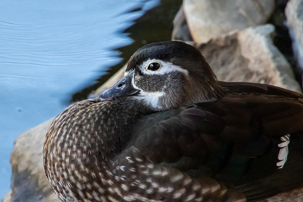 Carolina-eend - Wood duck