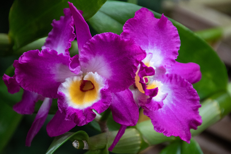 Beautiful colors and shapes of orchids