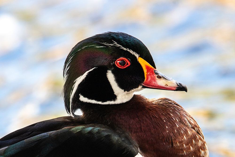 Carolina-eend - Wood duck