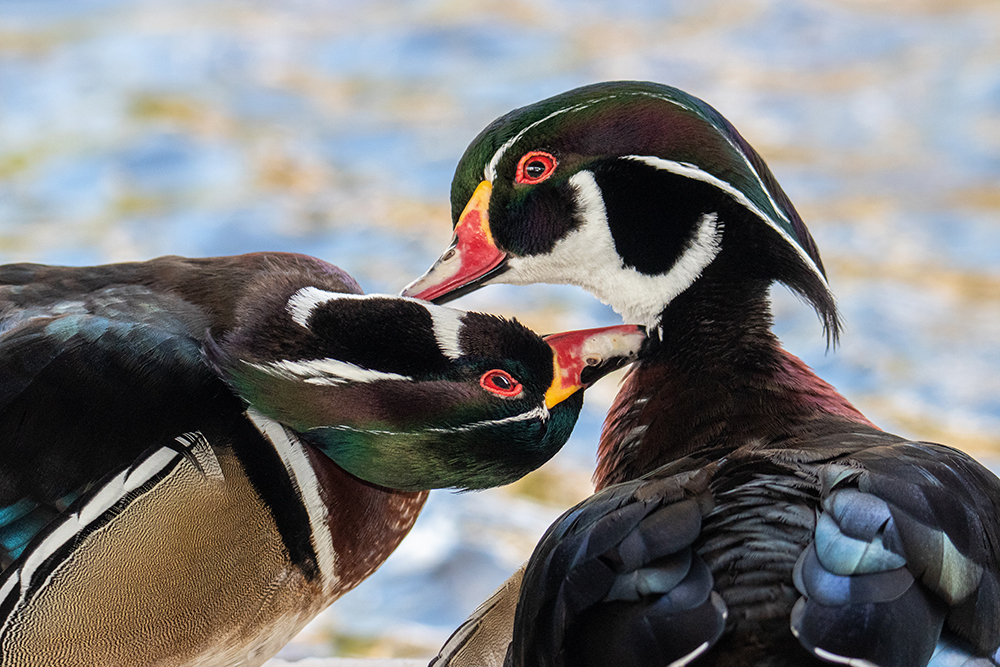 Carolina-eenden - Wood ducks