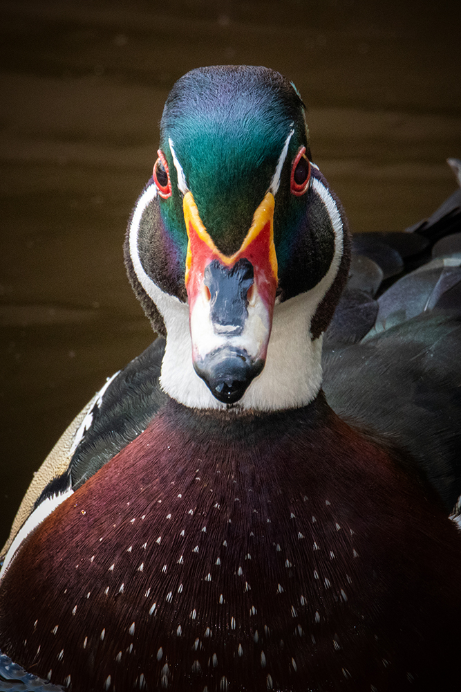 Carolina-eend - Wood duck