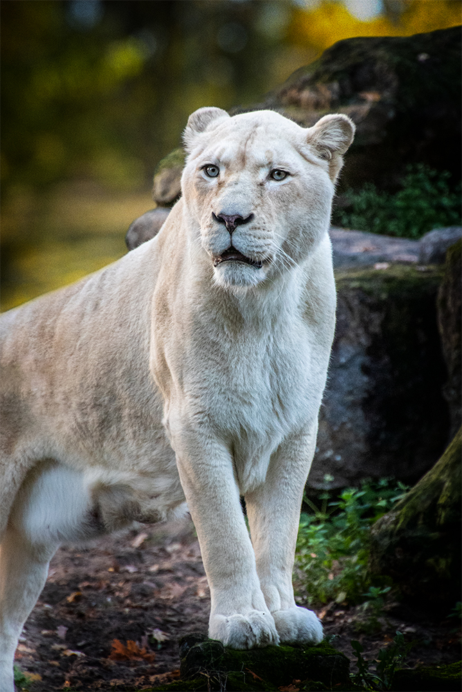 Witte leeuw - White lion (Ouwehandsdierenpark 2018)