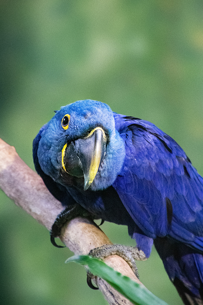 Hyasinth ara - Hyacinth macaw (Diergaarde Blijdorp 2018)