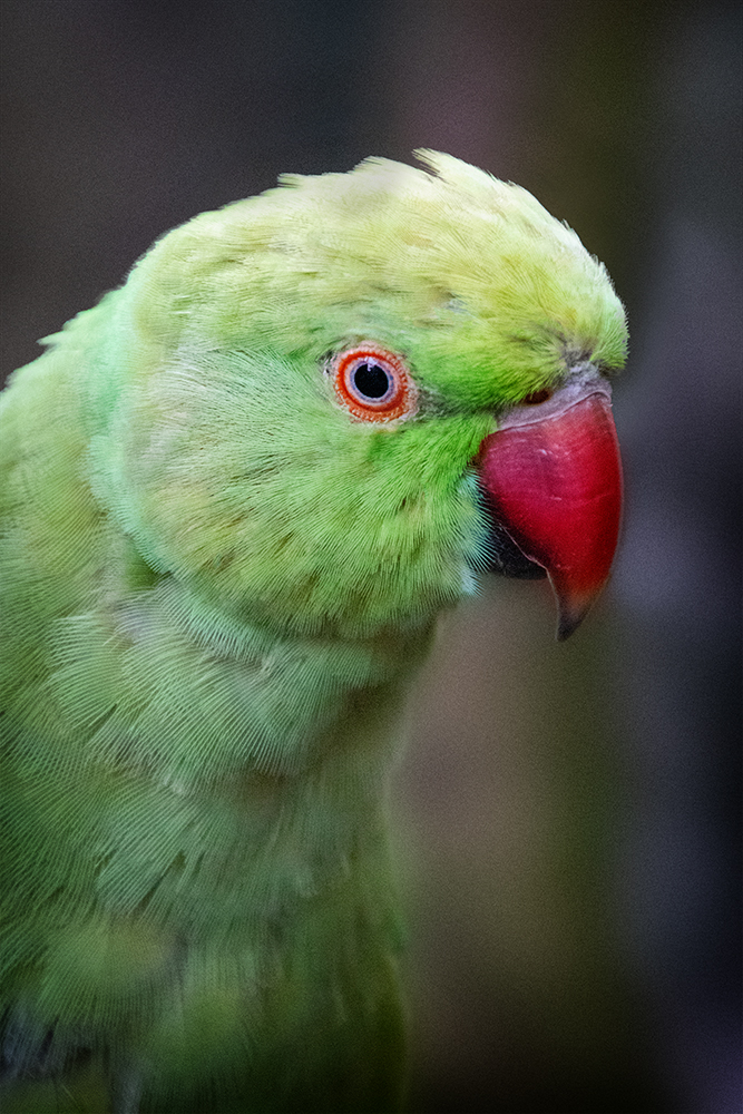 Halsbandparkiet - Rose-ringed parakeet (Dierenpark Amersfoort 2018)