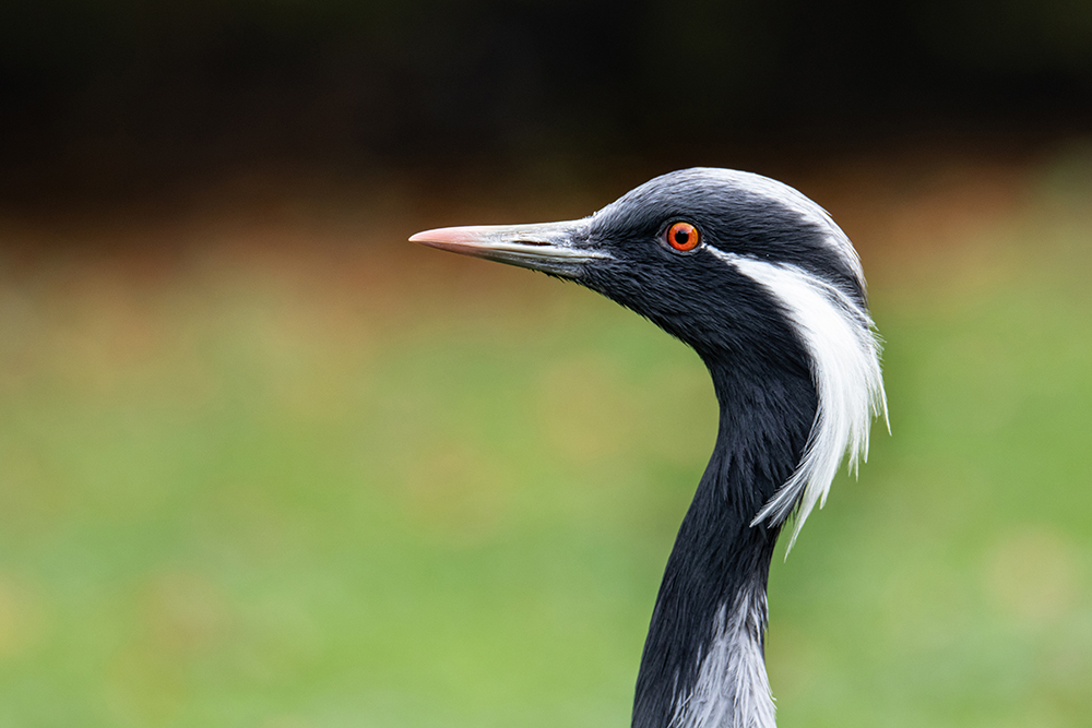 Jufferkraanvogel - Demoiselle crane (Naturzoo Rheine 2019)