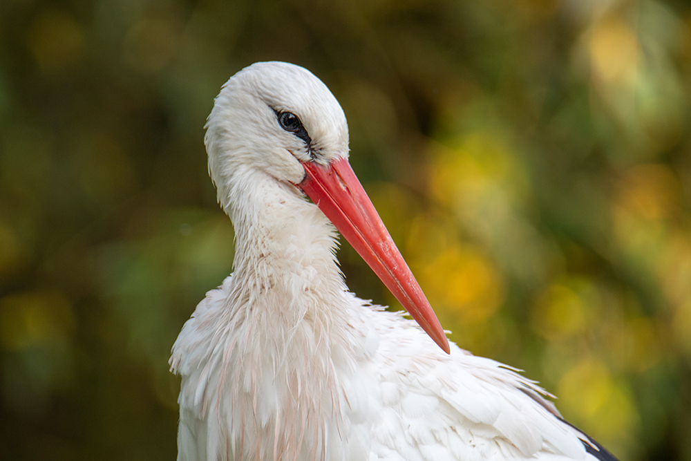 Ooievaar - White stork (Naturzoo Rheine 2019)