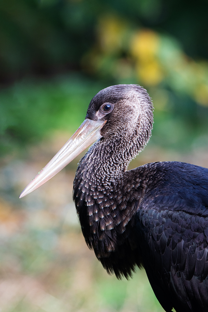 Zwarte Ooievaar - Black stork (Naturzoo Rheine 2019)