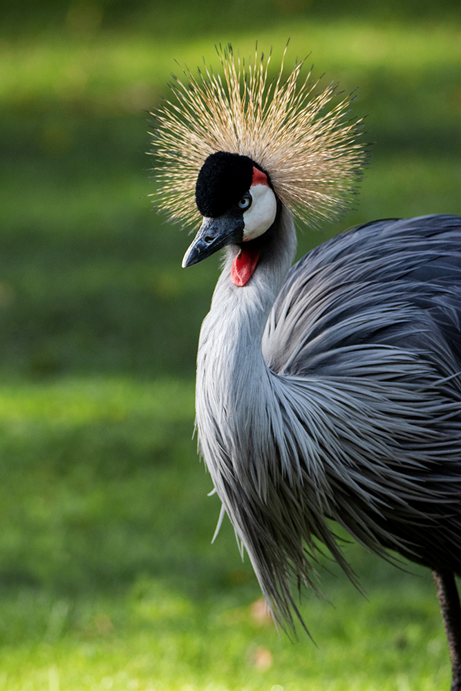 Kroonkraanvogel - Grey crowned crane (Naturzoo Rheine 2019)