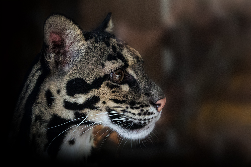 Ocelot (Ouwehands dierenpark 2016)