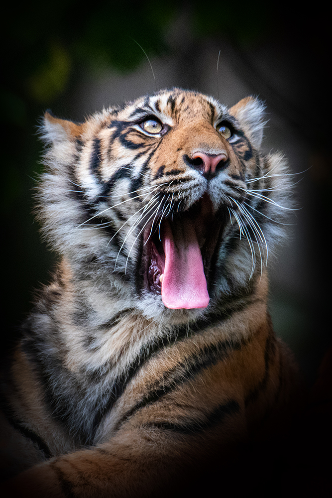 Sumatraanse tijger - Sumatran tiger (Naturzoo Rheine 2019)