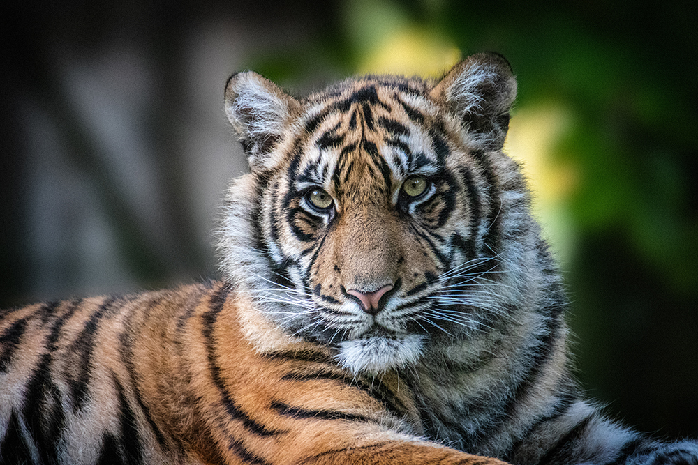 Sumatraanse tijger - Sumatran tiger (Naturzoo Rheine 2019)