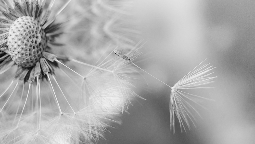 Paardenbloem - Dandelion (Binnen, Indoors 2016)