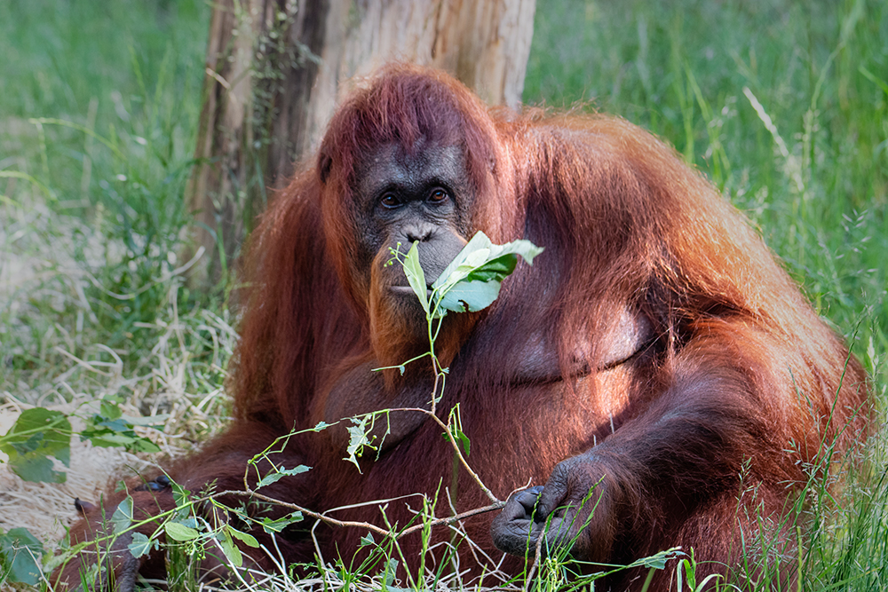 Orang-oetan - Orangutan 