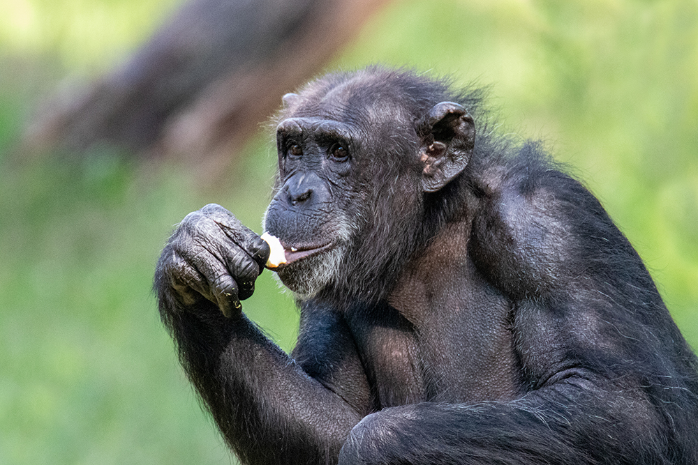 Chimpansee - Chimpanzee